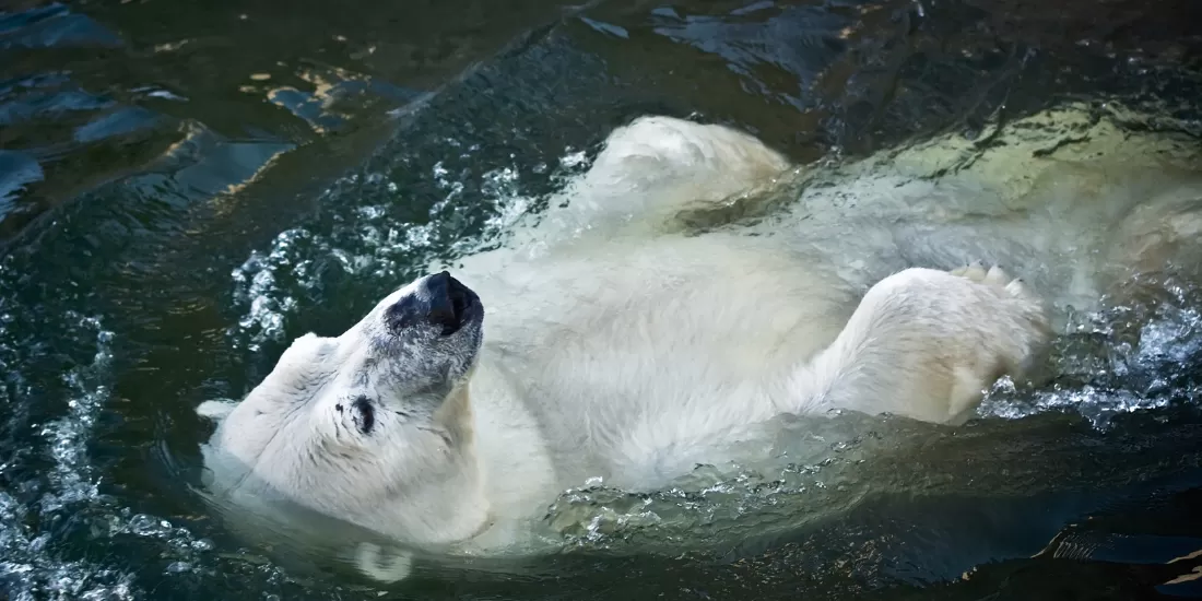 polar bear in water