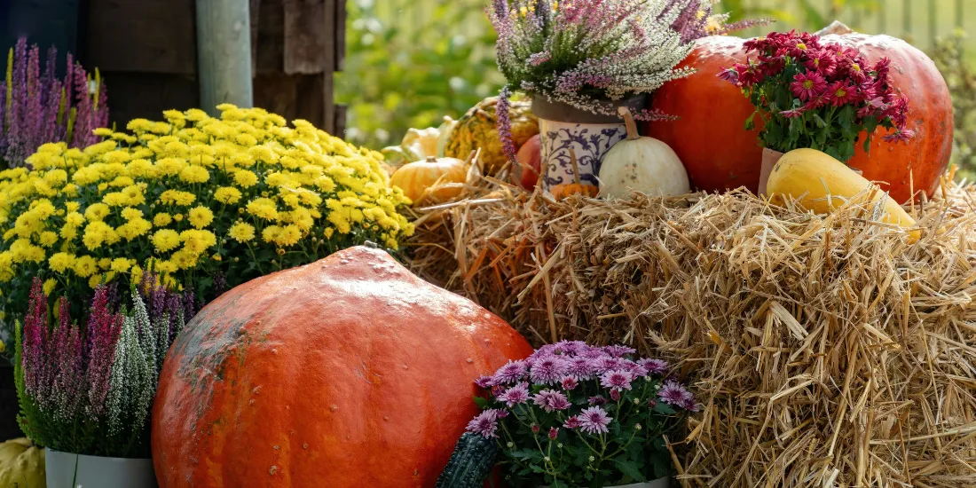 Mums, hay, and pumpkins